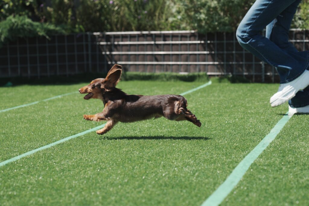 DOG LIFE PARK